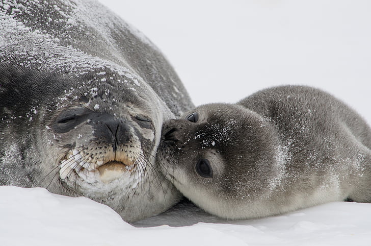 close-up photo of two sea lions on snow field