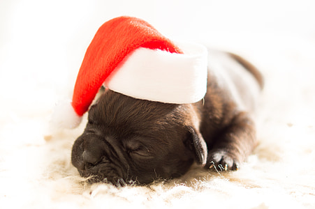 shot-coated tan puppy with christmas hat