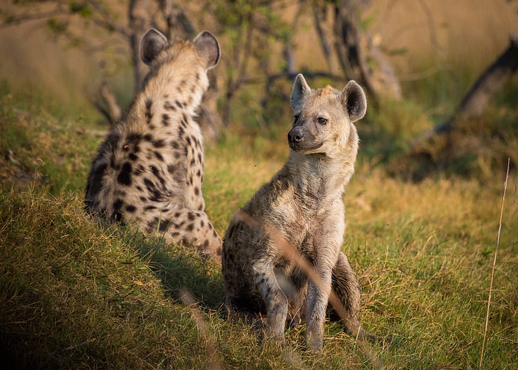 two hyenas on grass