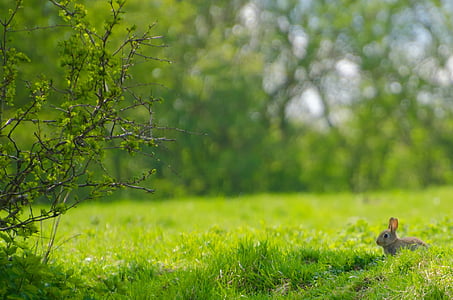 gray rabbit on green grass