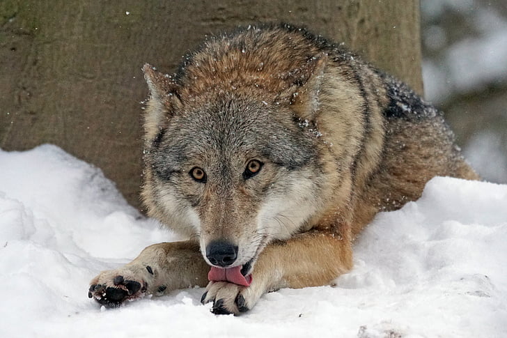 brown and gray Wolf photo
