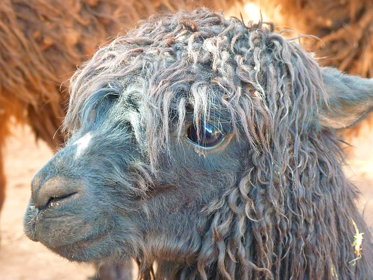 selective focus photography gray camel