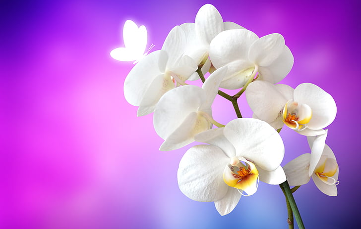 selective focus photography of white moth orchid