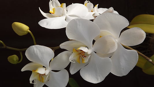 white moth orchids in closeup photography
