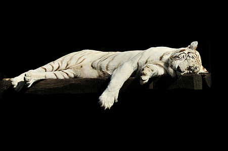 white tiger laying on brown wooden plank