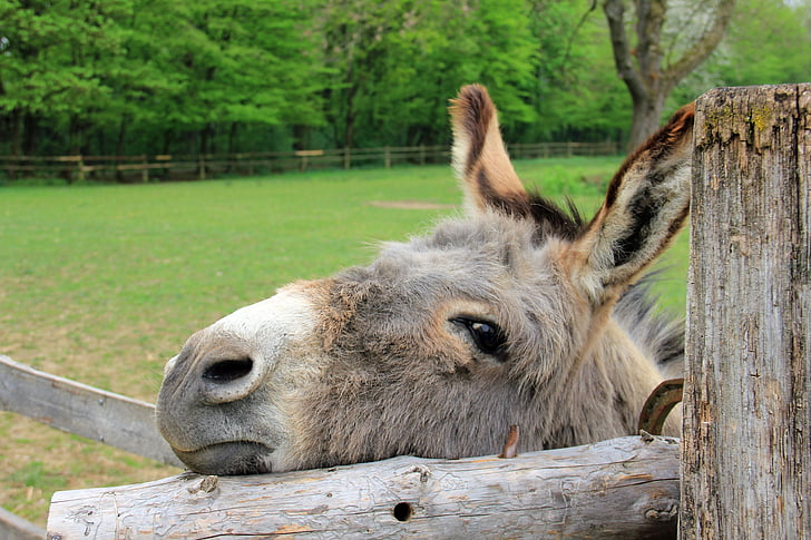 donkey leaning on fence