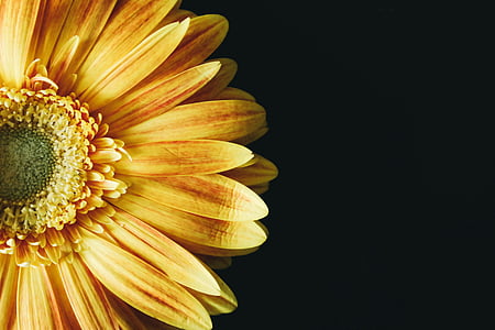 close up photo of sun flower with black background