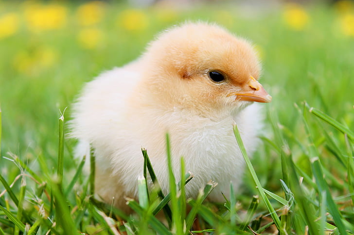 focal focus photography of white chick on grass