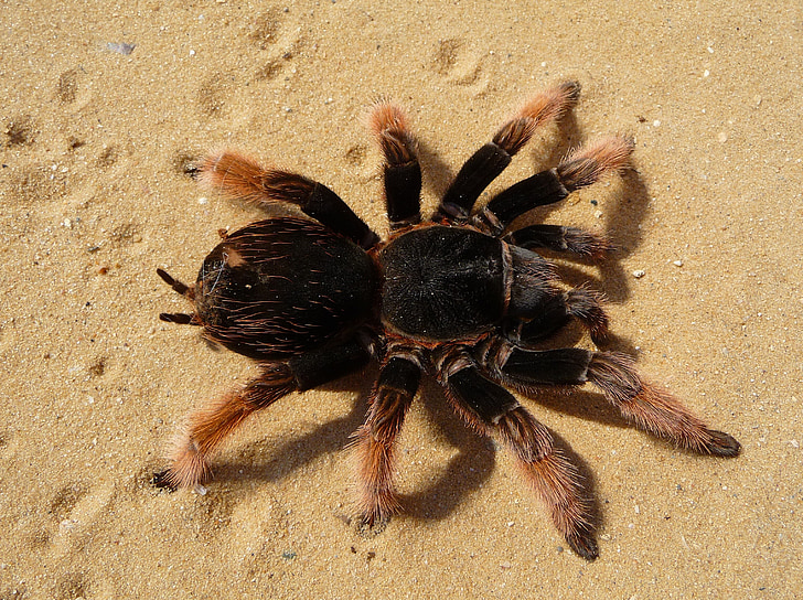 Mexican red knee tarantula in closeup photography
