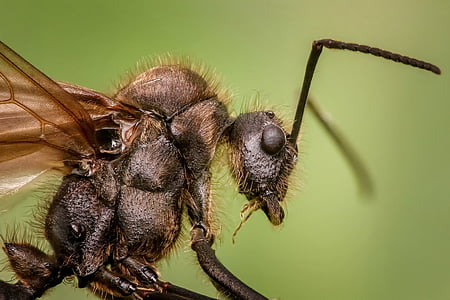 macro photography of wasp