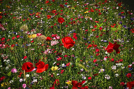 red and yellow flower field