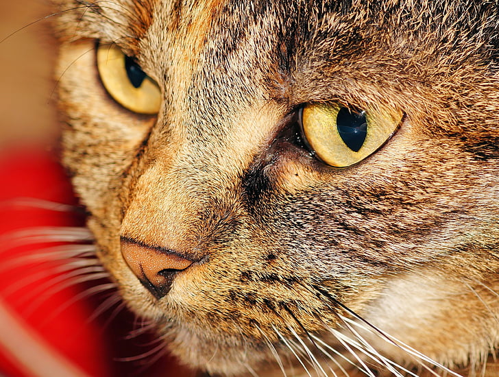 macro photography of brown Tabby cat