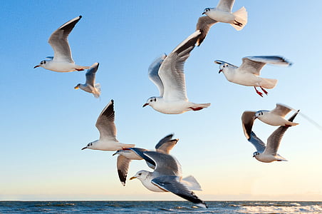 flock of white seagull flying over body of water