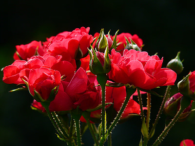 red petaled flowers