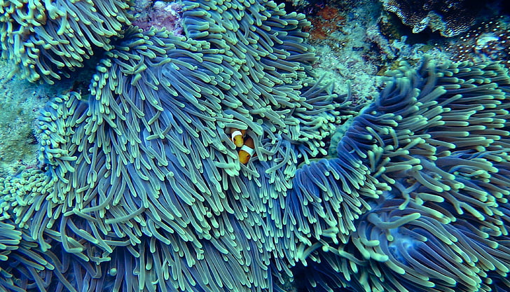 two orange clown fish hiding on coral