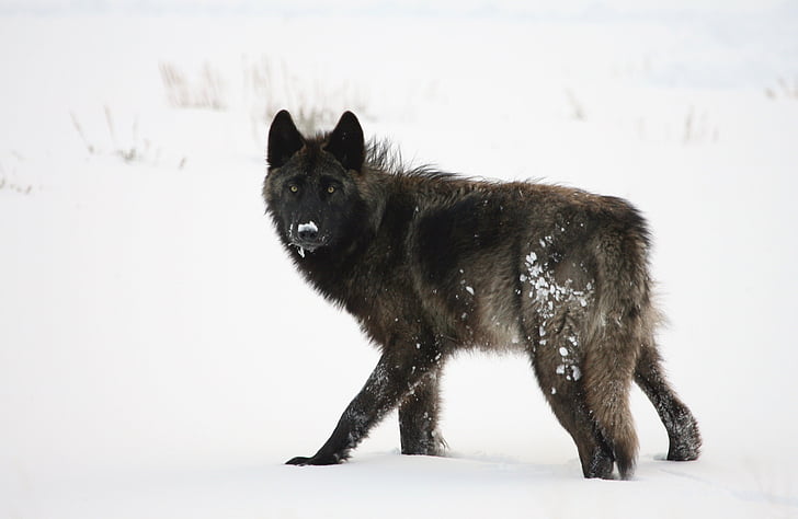 black wolf on white snowy field