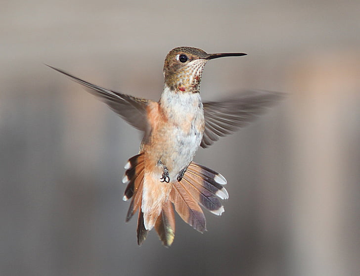 focus photography of brown hummingbird