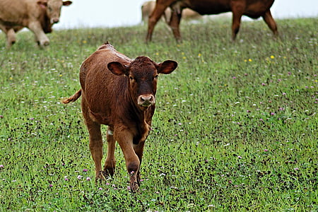 photography of brown cow standing on green grass