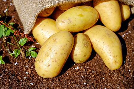 bunch of potato on brown soil