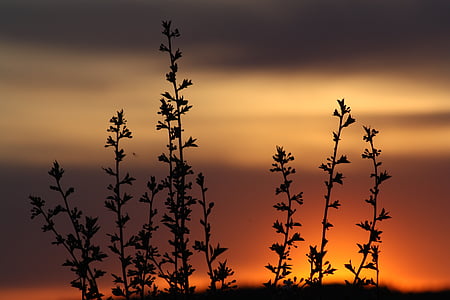 silhouette photo of plant during golden hour
