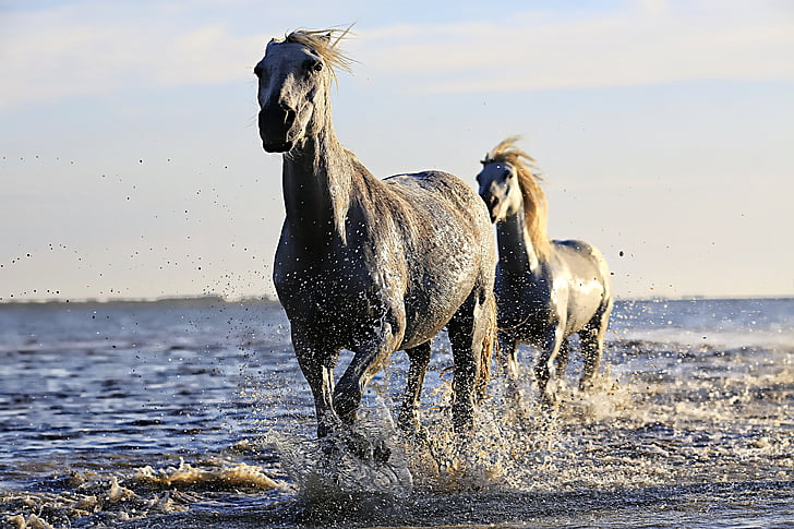 two gray horse running in body of water