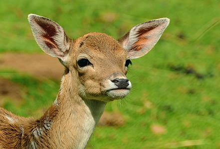 selective focus photography of deer