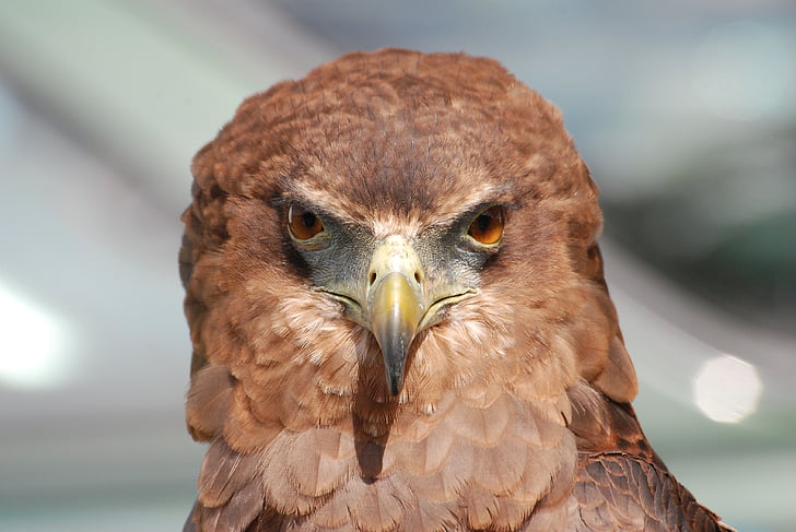 close photography of brown falcon