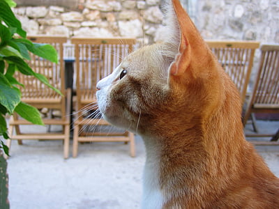 focus photography of orange tabby cat