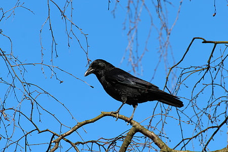 black raven