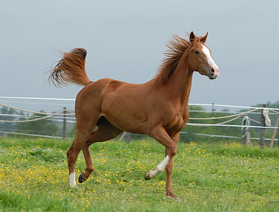 shallow focus photography of brown horse on green grass