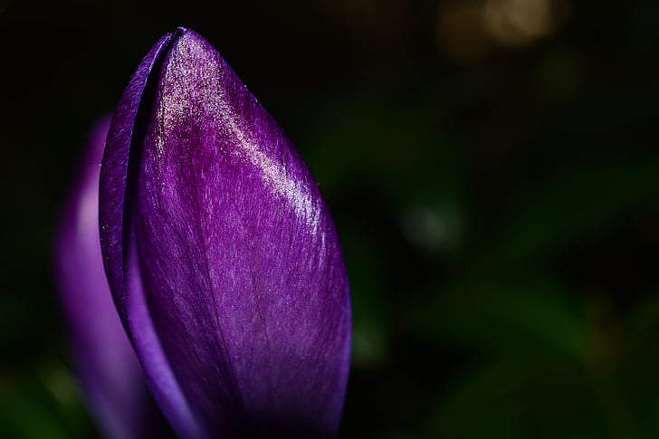shallow focus photography of purple petal