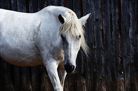 white horse near black wall
