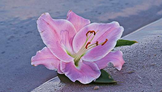 pink lily flowers on sand near water