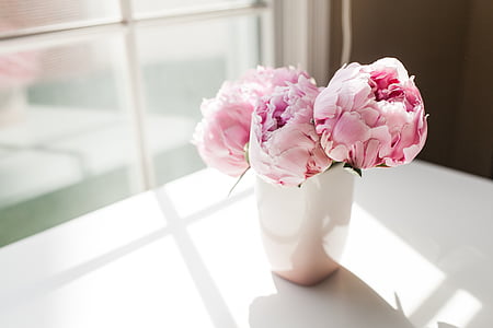 pink peony flowers in white vase