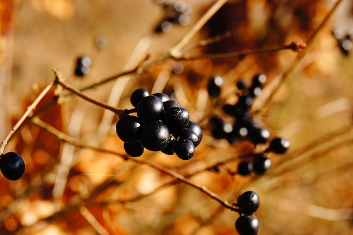 selective focus photograph ofround black fruit