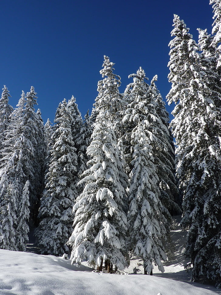 pine trees during winter photo