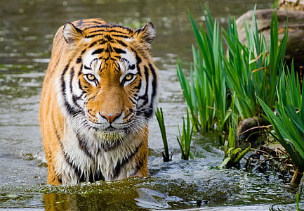 tiger beside green plants