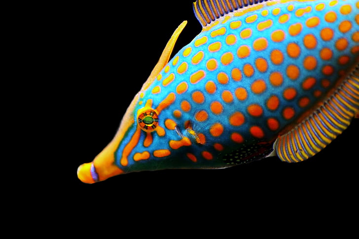 closeup photo of blue and orange fish