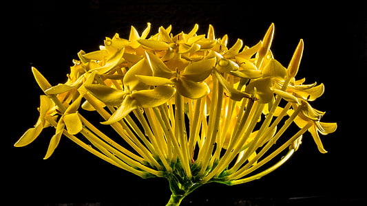 yellow Ixora flower