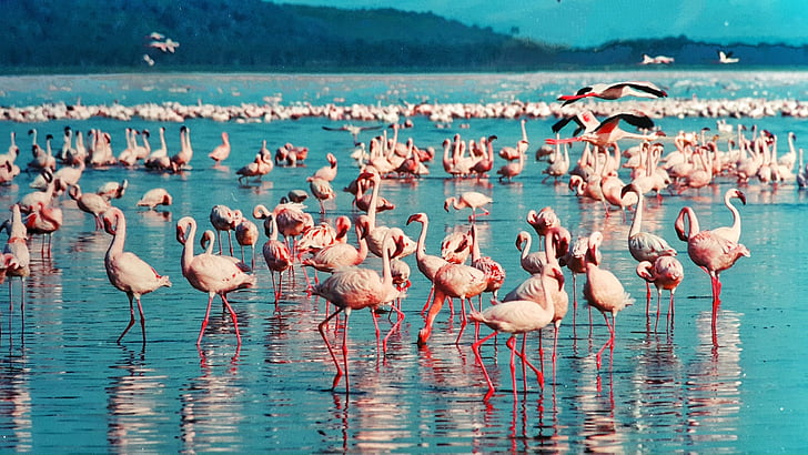 flock of pink flamingos on body of water