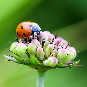 orange and black ladybug perched on green and pink flower in closeup photo
