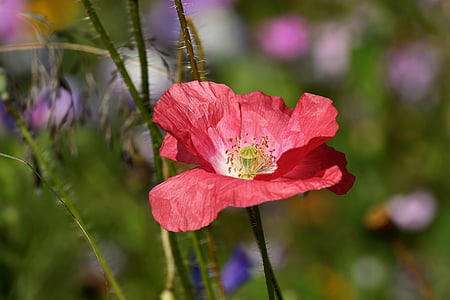selective focus photography of red poppy flower