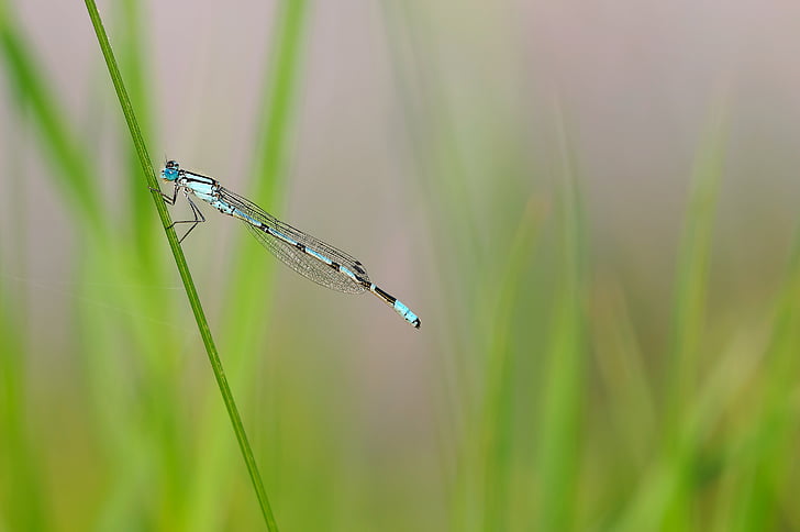blue and black damselfly perched on green plant stem in closeup photo