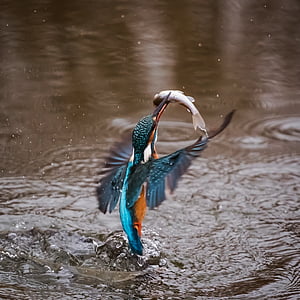 photography of blue and teal bird under body of water