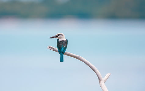 teal, black, and white kingfisher on branch in tilt shift lens photography