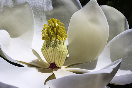 closeup photography of white magnolia flower