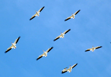 seven white bird flying during daytime