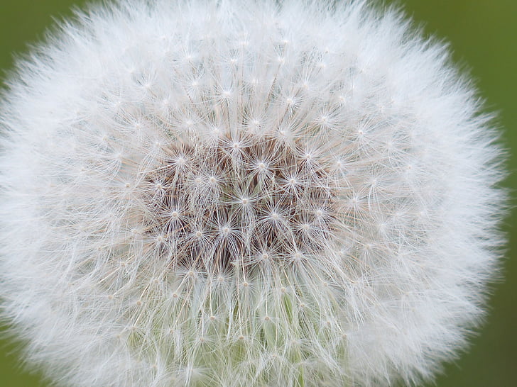 selective focus photography of white dandelion flower