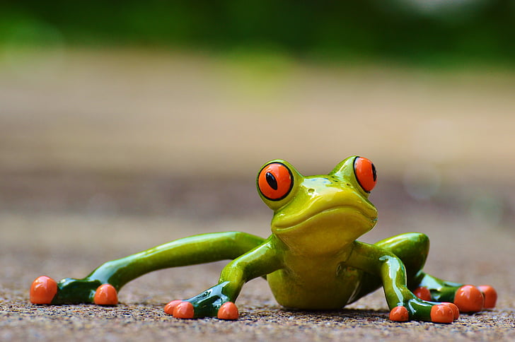 selective focus photography of green-and-red eye frog