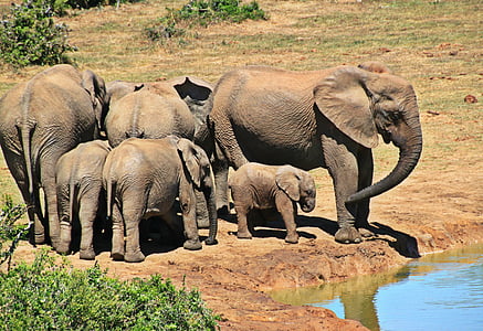 brown elephants